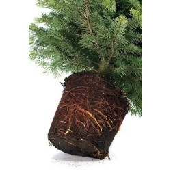 Sapin Noel Valognes Sapin Nordmann LOCAL avec racine pour mettre en pot BIO Valognes