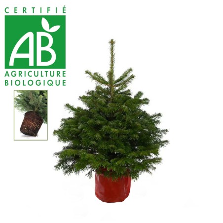 Sapin Noel Valognes Sapin Nordmann LOCAL avec racine pour mettre en pot BIO 
Yvetot Bocage