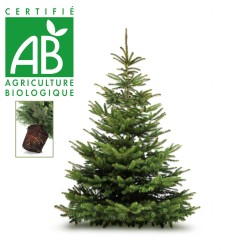 Sapin de Noel Nordmann LOCAL avec racine pour mettre en pot BIO Cotentin